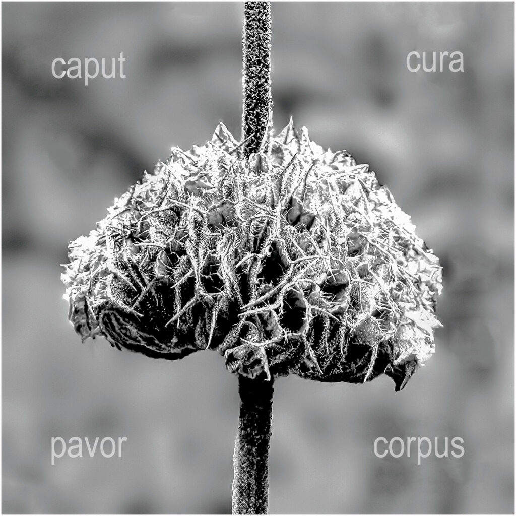 caput cura pavor corpus